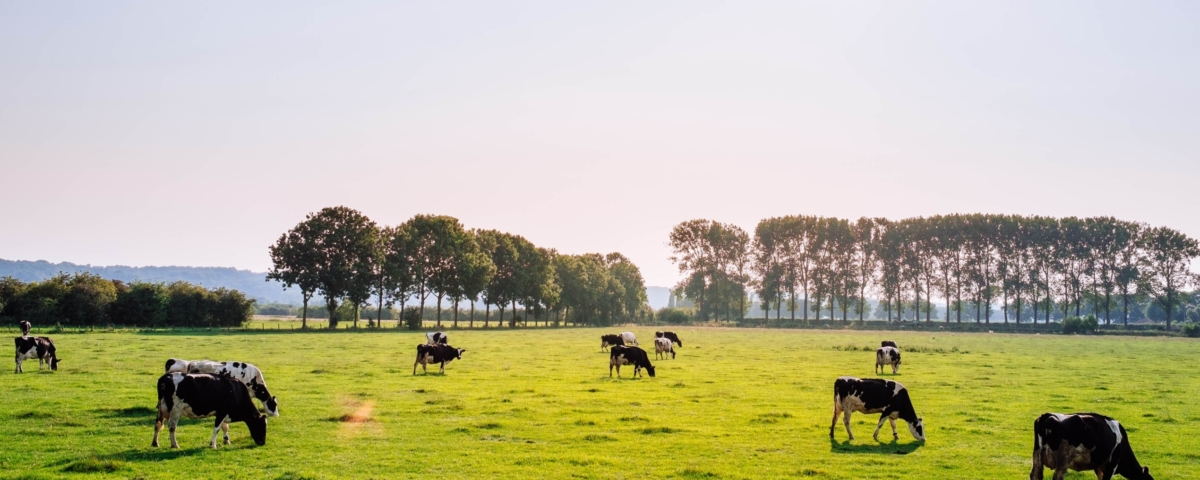 Landsbygd, kor i motljus